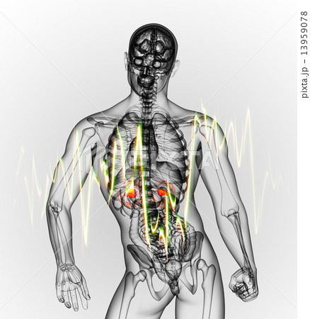 3d render medical illustration of the  adrenal  pain 3d render medical illustration of the  adrenal  pain 13959078