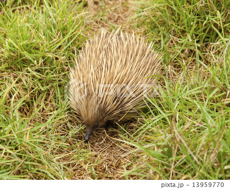Echidna in the bush 13959770