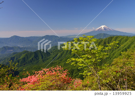 つつじ咲く、白谷丸からの富士山 13959925