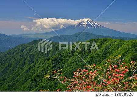 つつじ咲く、白谷丸からの富士山 13959926