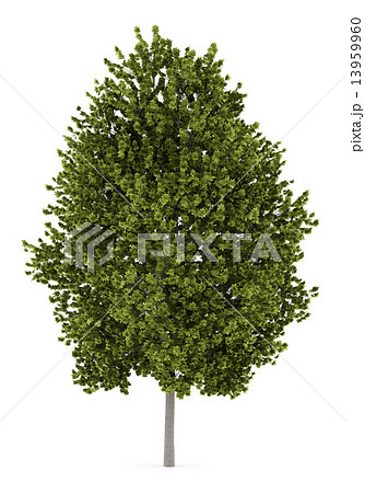 norway maple tree isolated on white background 13959960