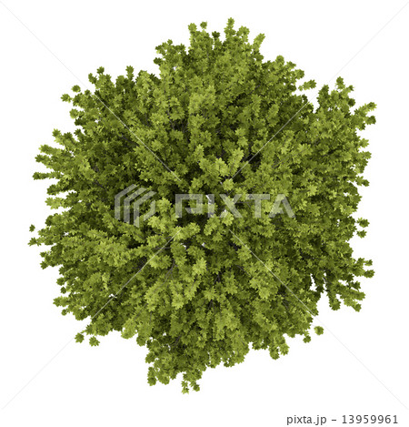 top view of norway maple tree isolated on white background 13959961