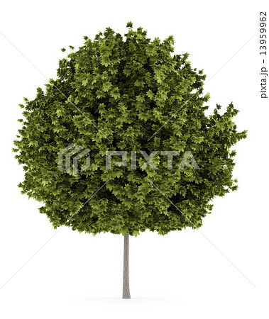 norway maple tree isolated on white background 13959962
