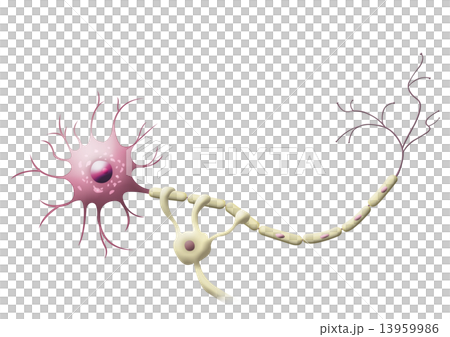 ニューロン ニューロン 13959986