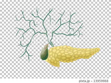 pancreas pancreas 13959988