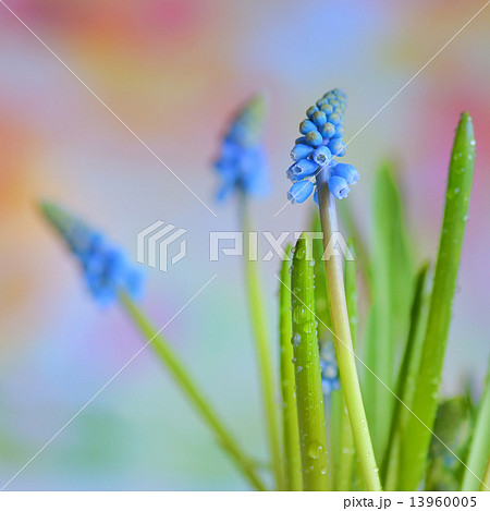Muscari botryoides flowers Muscari botryoides flowers 13960005