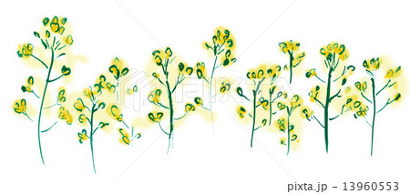 菜の花 13960553
