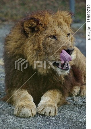 ライオンぺろり 13960750