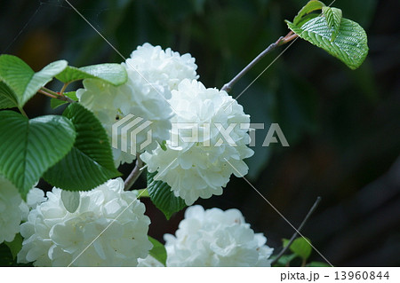 大手毬オオデマリ 紫陽花に似た純白の花です の写真素材
