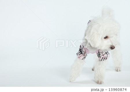 ミックス犬 トイプードル マルチーズ 10ヶ月 メスの写真素材