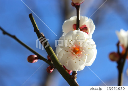梅の花 13961020