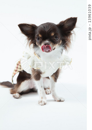 チワワ•１歳 13961039