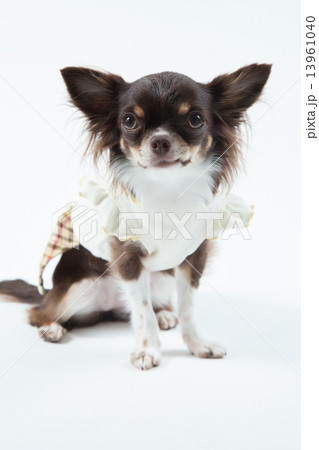 チワワ•１歳 13961040