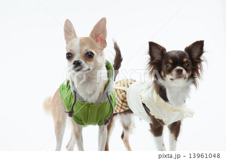 チワワ2頭 チワワ2頭 13961048