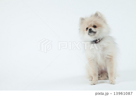 ポメラニアン ５ヶ月 メスの写真素材