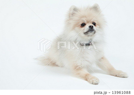 ポメラニアン•５ヶ月•メス 13961088
