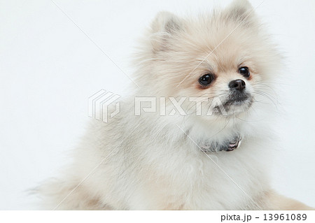 ポメラニアン ５ヶ月 メスの写真素材