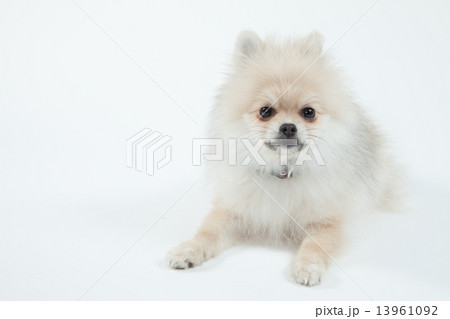 ポメラニアン•５ヶ月•メス 13961092