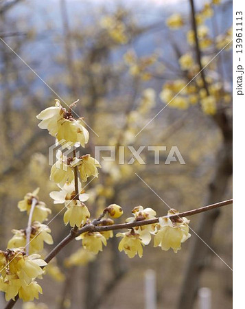 ロウバイ 13961113