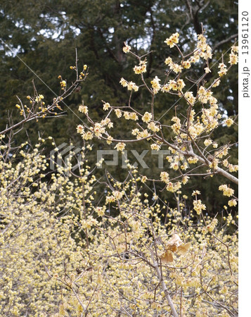 ロウバイ 13961120