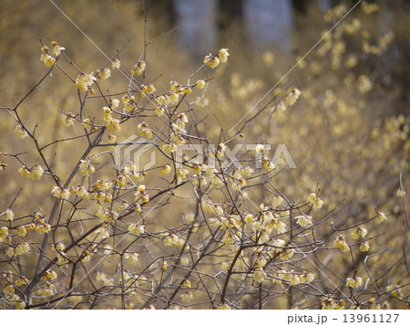 ロウバイ ロウバイ 13961127