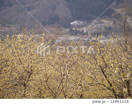 ロウバイ 13961128