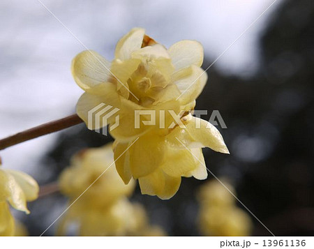 ロウバイ 13961136