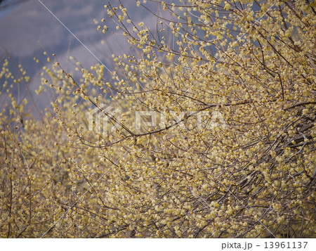 ロウバイ 13961137