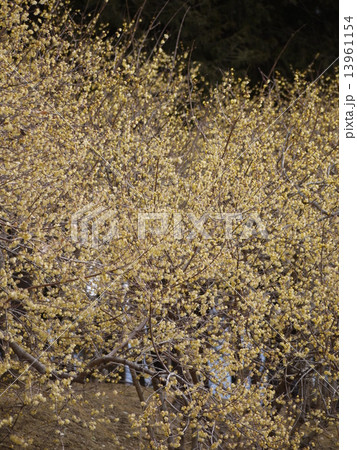 ロウバイ 13961154