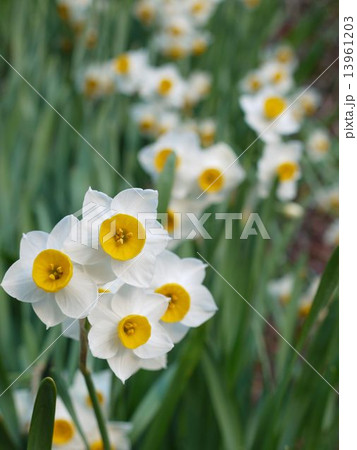 をくづれ水仙郷 13961203