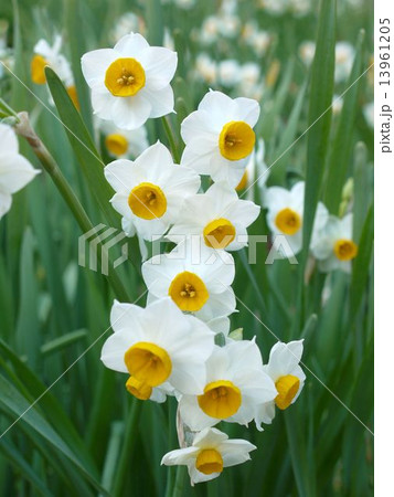 をくづれ水仙郷 13961205