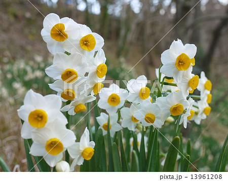 をくづれ水仙郷 13961208