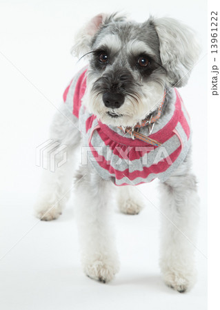 ミニチュアシュナウザー•４歳•メス 13961222