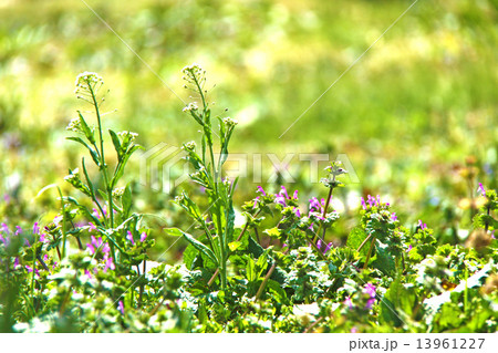 野原の雑草 13961227