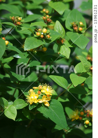 小坊主弟切 コボウズオトギリと申します。 小坊主弟切 コボウズオトギリと申します。 13961231