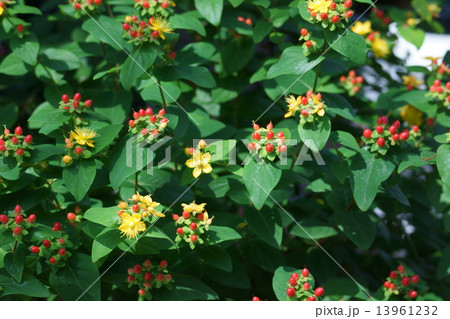 小坊主弟切 コボウズオトギリと申します。 小坊主弟切 コボウズオトギリと申します。 13961232