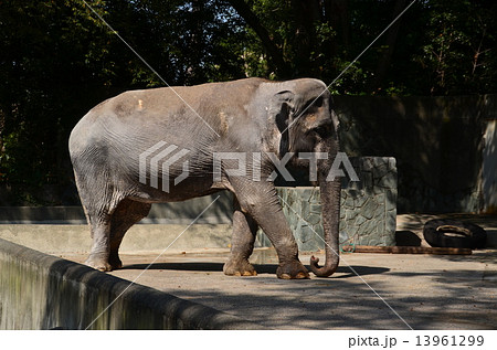 井の頭動物園のゾウ花子 13961299