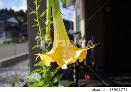 エンゼルトランペット エンゼルトランペット 13961775