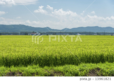 田んぼ 13961821
