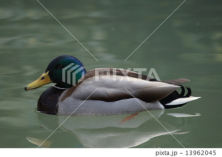 マガモ マガモ 13962045