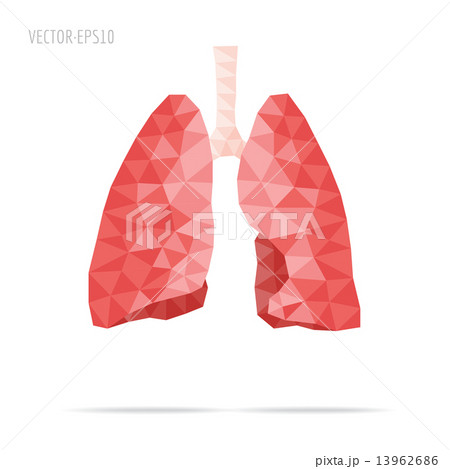 Lungs faceted 13962686
