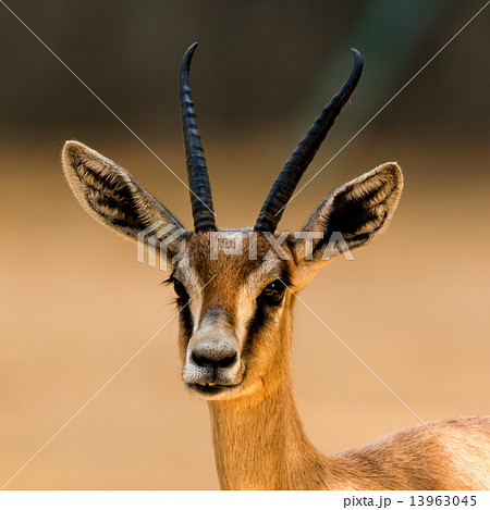 Antelope Antelope 13963045