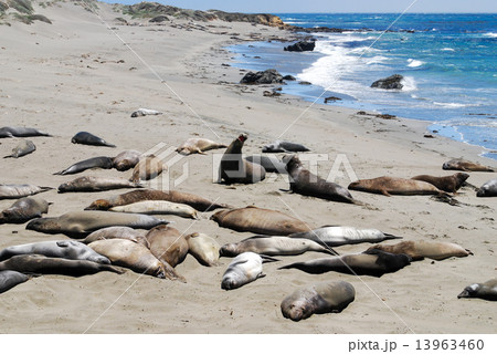 Elephant Seals,Pacific Coast Highway, Caliornia 13963460