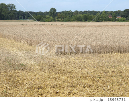 Harvest picture 13963731