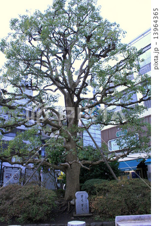 鎌倉観光名所の出発地である鎌倉駅を訪れて 鎌倉観光名所の出発地である鎌倉駅を訪れて 13964365