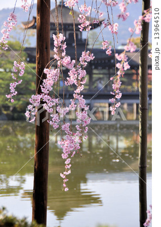 春の平安神宮 春の平安神宮 13964510