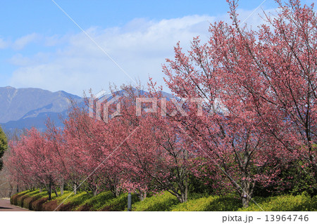 おかめ桜 13964746