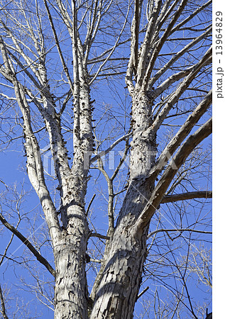 カツラ（桂） 13964829