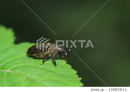 ツツゾウムシ ツツゾウムシ 13965611