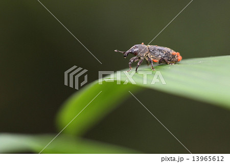 ツツゾウムシ ツツゾウムシ 13965612